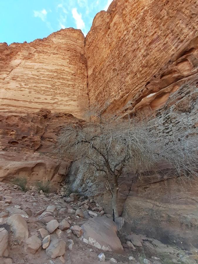 Wadi Rum Moon Light Camp Ngoại thất bức ảnh